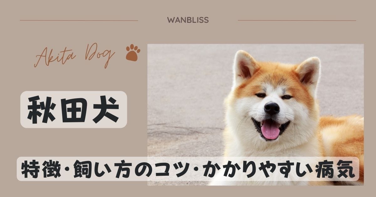 秋田犬の特徴・飼い方のコツやかかりやすい病気などを解説！